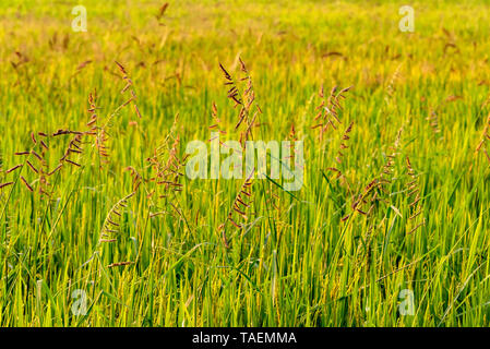 Vista orizzontale della coltura del riso in una risaia in India. Foto Stock