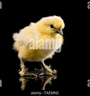 Silkie chick on black background Foto Stock