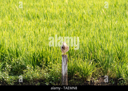 Vista orizzontale di un paddybird in India. Foto Stock