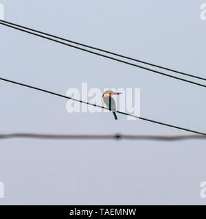 Vista sulla piazza di una cicogna-fatturati kingfisher sulle linee aeree in India. Foto Stock