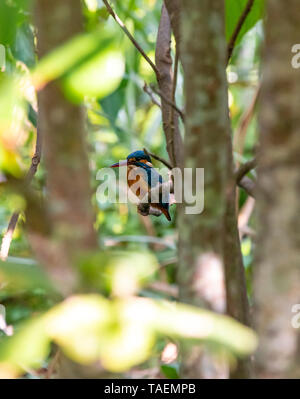 Vista verticale di un comune kingfisher in India. Foto Stock