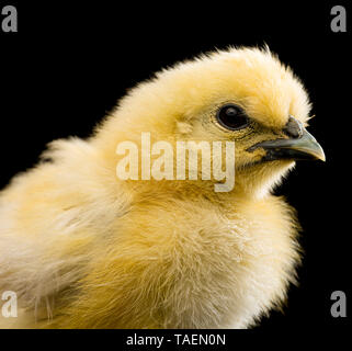 Silkie pulcino su sfondo nero Foto Stock