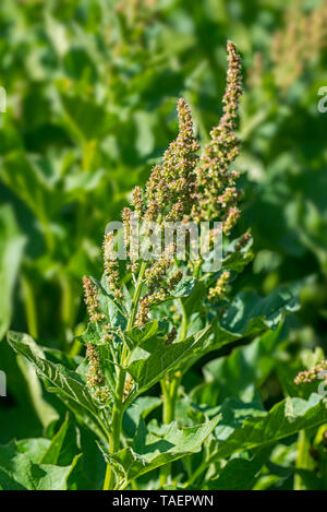 Good-King-Henry / Scarsa-uomo di asparagi / Goosefoot perenni / Mercurio (goosefoot Blitum bonus-henricus) in fiore, nativo dell Europa Foto Stock