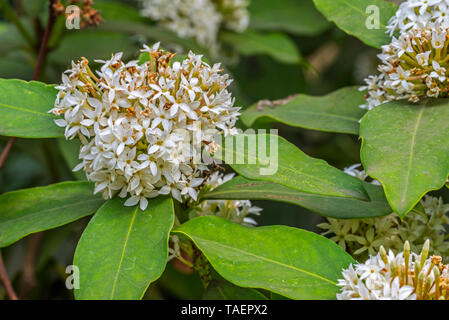 African wintersweet / dune veleno bush / Hottentot il veleno / freccia velenosa impianto (Acokanthera oblongifolia) in fiore, Mozambico e Sud Africa Foto Stock