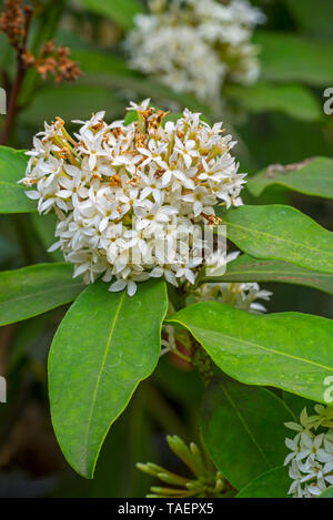 African wintersweet / dune veleno bush / Hottentot il veleno / freccia velenosa impianto (Acokanthera oblongifolia) in fiore, Mozambico e Sud Africa Foto Stock