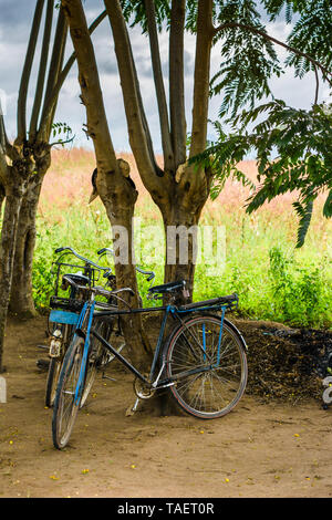 3 tipico villaggio biciclette appoggiata contro il tronco di un albero accanto ad un campo di mais in un villaggio in Malawi Foto Stock