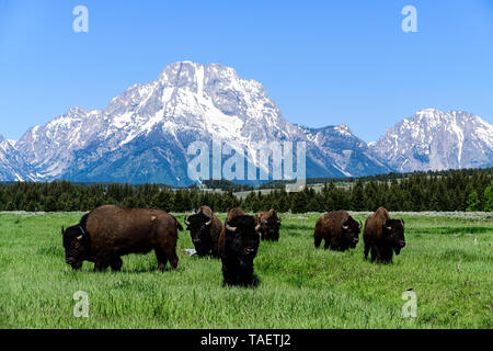Una mandria di bisonti in un campo con Mt. Moran in background in Grand Teton National Park vicino a Jackson Hole, Wyoming negli Stati Uniti. Foto Stock