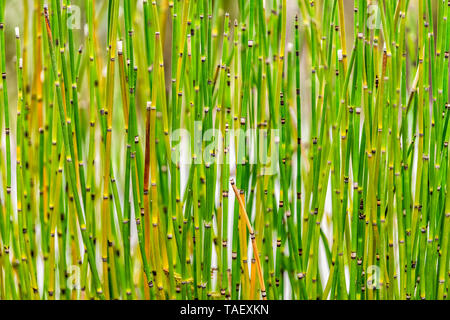 Bambù di piccole piante giovani sfondo astratto con pattern di Hida Takayama non Sato vecchio folk village nella Prefettura di Gifu, Giappone Foto Stock