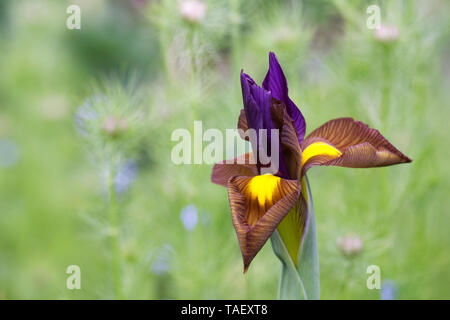 Iris hollandica "Bellezza nera' fiore in primavera. Foto Stock