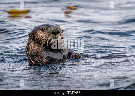 Sea Otter (Enhydra lutris) mangia cozza off la northwestern Vancouver Island a riva, Cape Scott, British Columbia, Canada. Foto Stock