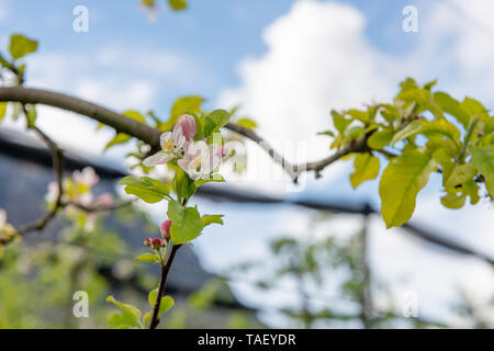 I fiori del melo sono ermafroditi e sviluppare insieme riuniti in infiorescenze Foto Stock