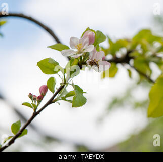 I fiori del melo sono ermafroditi e sviluppare insieme riuniti in infiorescenze Foto Stock