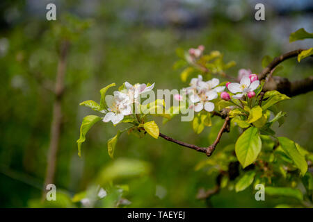 I fiori del melo sono ermafroditi e sviluppare insieme riuniti in infiorescenze Foto Stock