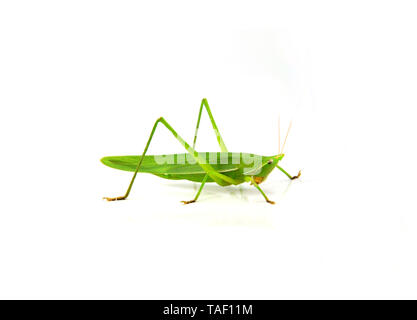 Conehead Grasshopper green isolati su sfondo bianco / Ruspolia nitidula Foto Stock