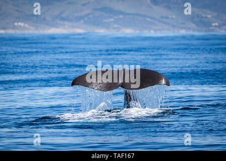 Spagna, alalonga Balene Pilota, Globicephala melas, fin, sommergendo Foto Stock