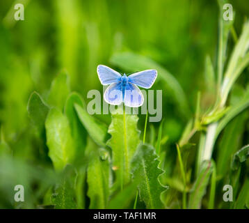 Un comune Blue Butterfly su una foglia di tarassaco in Eades prato in Worcestershire. Foto Stock