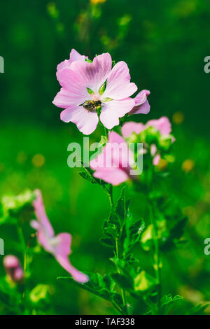 Un'ape raccoglie il nettare da la bella Wild fiori rosa (lavatera Turingia) in estate Foto Stock