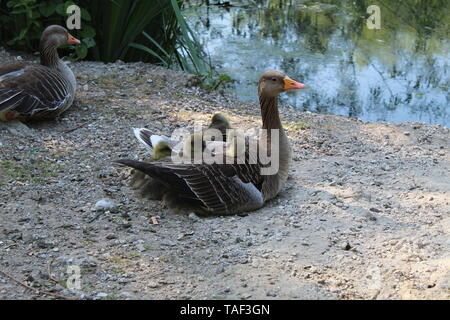 Mamma Goose. Foto Stock