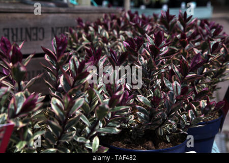 Hebe 'rabarbaro e Crema Pasticcera', Tull 302, una forma arrotondata, folte, arbusto sempreverde in primavera Foto Stock