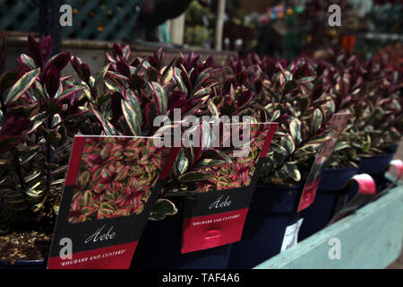 Hebe 'rabarbaro e Crema Pasticcera', Tull 302, una forma arrotondata, folte, arbusto sempreverde in primavera Foto Stock