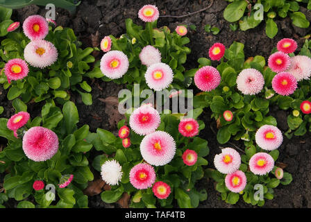 Gruppo di Bellis Perennis Pomponette (bellis margherite) cultivar di l'inglese daisy. Foto Stock