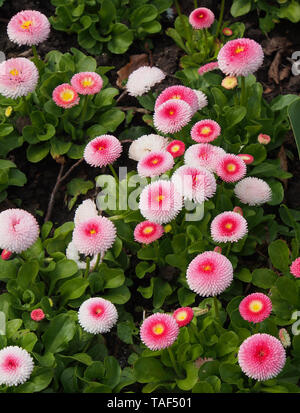Gruppo di Bellis Perennis Pomponette (bellis margherite) cultivar di l'inglese daisy. Foto Stock