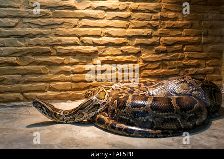 Grande serpente nel terrarium interno Foto Stock