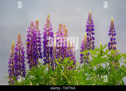 Lupini strada crescente nelle zone rurali di Prince Edward Island, Canada Foto Stock