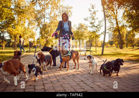 Ragazza sorridente walker sulla strada con i cani Foto Stock