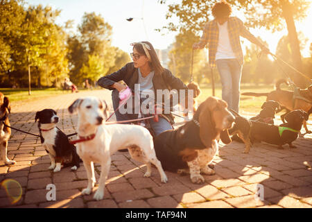 Cani sulla passeggiata con la ragazza professionale dog walker su strada Foto Stock