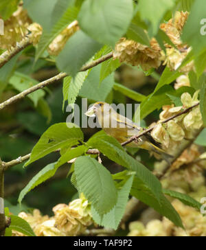 Verdone alimentazione su Wych Elm semi. Foto Stock