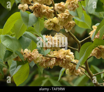 Verdone alimentazione su Wych Elm semi. Foto Stock