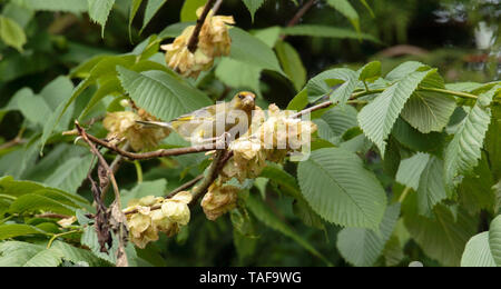 Verdone alimentazione su Wych Elm semi. Foto Stock