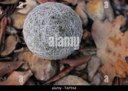 Strano sfera naturale trovato nella foresta Foto Stock