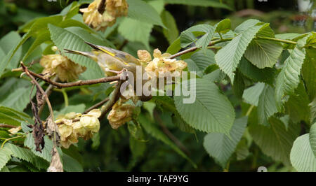 Verdone alimentazione su Wych Elm semi. Foto Stock