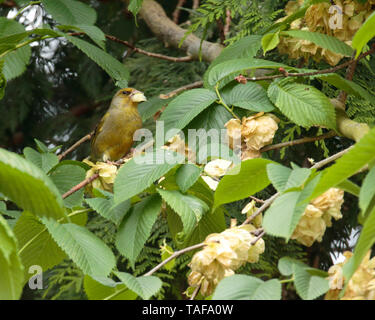 Verdone alimentazione su Wych Elm semi. Foto Stock