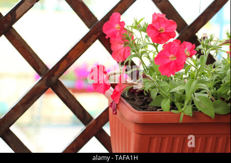 Bella rosa, bianco, viola, fiori di petunia in vasi sulla spiaggia Foto Stock