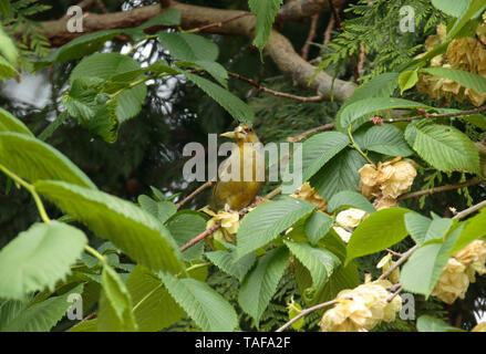 Verdone alimentazione su Wych Elm semi. Foto Stock