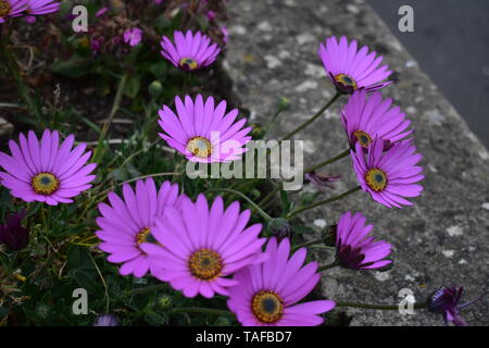 Margherite rosa o aestri, Ventnor Pavilion Gardens e il parco. Isola di Wight Foto Stock