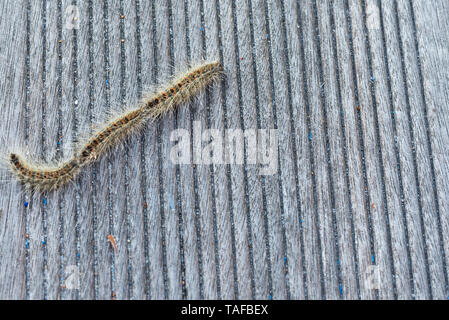 Tre Oak Processionary Caterpillar insieme sul pavimento del patio Foto Stock