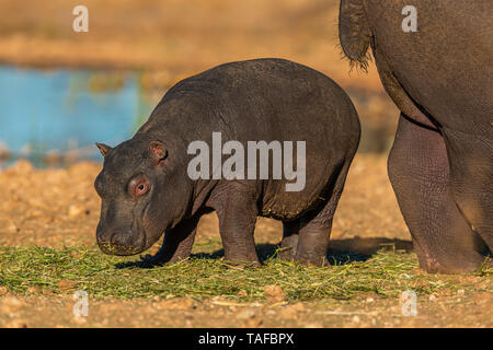 Un giovane baby ippopotamo con la madre a Erindi Private Game Reserve in Namibia. Foto Stock