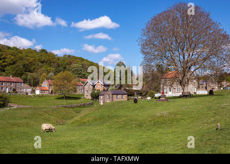 Pecora che pascola sul villaggio verde, Hutton-le-foro, North York Moors, nello Yorkshire, Regno Unito Foto Stock