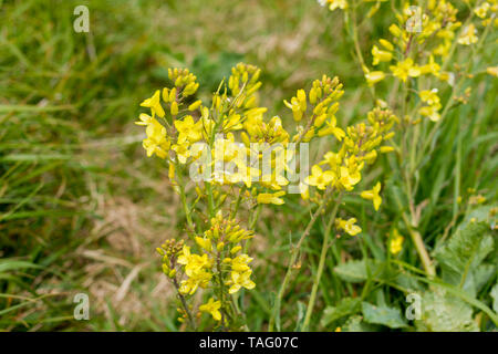 Brassica oleracea, cavolo selvatico fioritura, Dorset, Regno Unito Foto Stock