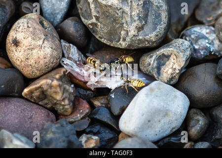 Vespe feed di un pesce morto. Foto Stock