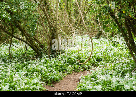 Allium ursinum, aglio selvatico, "sopportare il porro', 'l'aglio orsino', ramsons, buckrams, di latifoglie, aglio Aglio in legno, fioritura in un bosco inglese Foto Stock