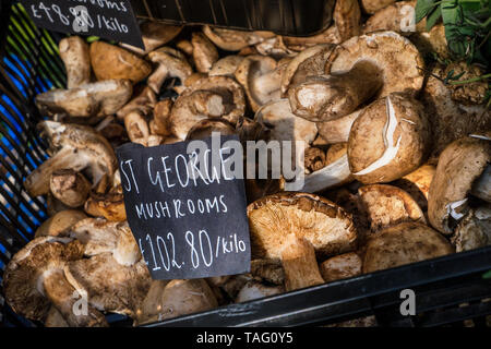 IL FUNGO DI LUSSO DI ST GEORGE Calocybe gambosa, comunemente noto come fungo di St. George, è un fungo commestibile che cresce principalmente nei campi, nei vergini dell'erba e sui fianchi della strada. Considerati una delicatezza lussuosa e costosa, questi funghi biologici freschi sono esposti all'interno di un cestino presso una specialità gastronomica di alta qualità a Borough Market Southwark Londra Regno Unito Foto Stock