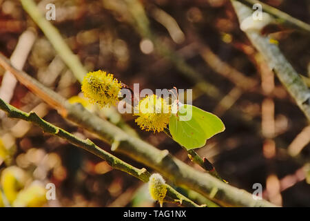 Comune di colore giallo zolfo farfalla posata su un amento di salice, messa a fuoco selettiva - Gonepteryx rhamni Foto Stock