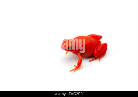 Mantella madagascariensis isolati su sfondo bianco Foto Stock