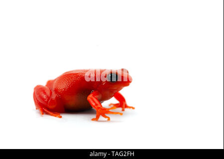 Mantella madagascariensis isolati su sfondo bianco Foto Stock