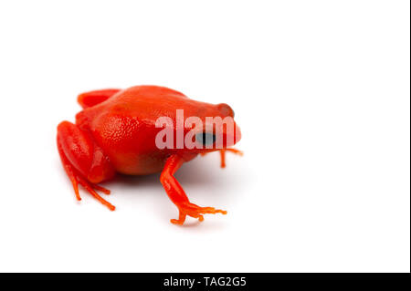 Mantella madagascariensis isolati su sfondo bianco Foto Stock